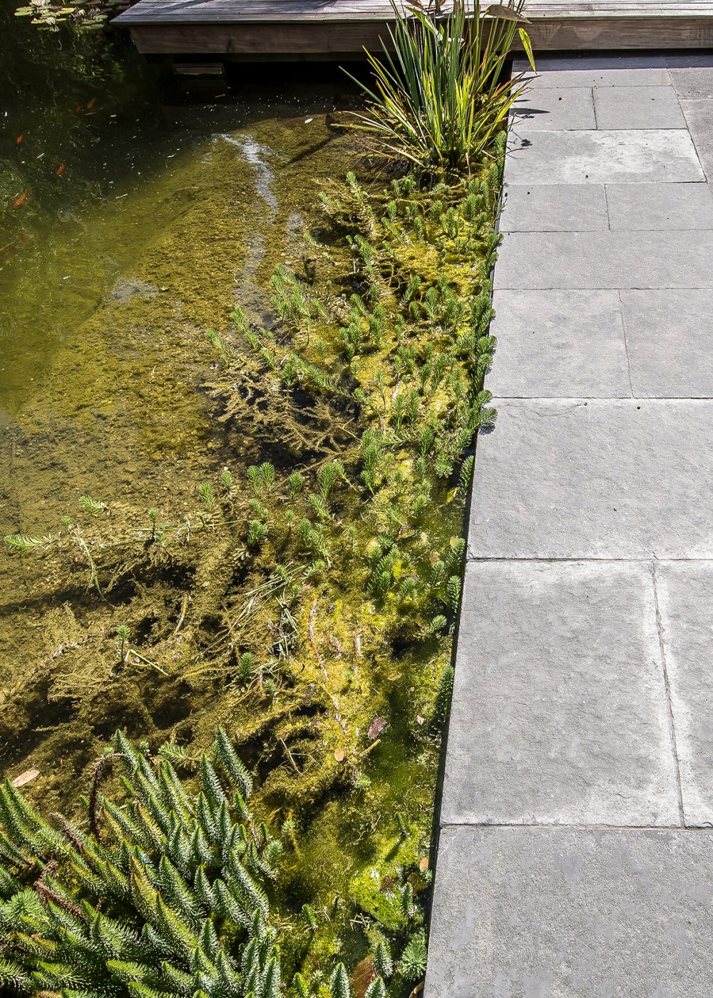 Bassin avec piscine naturelle en Nord-Isère